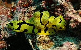 Sipadan_2015_Nudibranche banane_Aegires minor__IMG_2953_rc